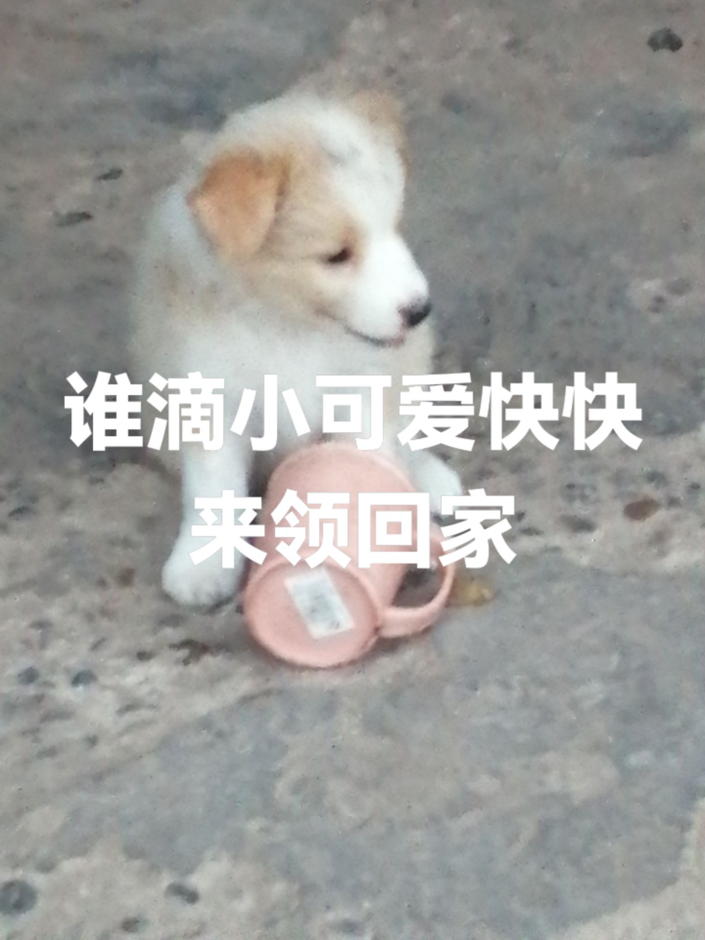 自己家养，🉑靠，犬瘟细小包90天